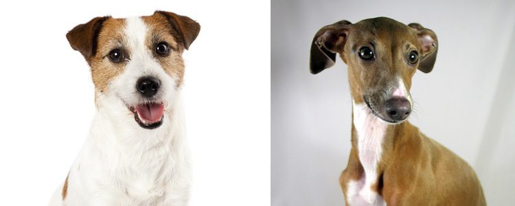 Jack Russell Terrier y Galgo