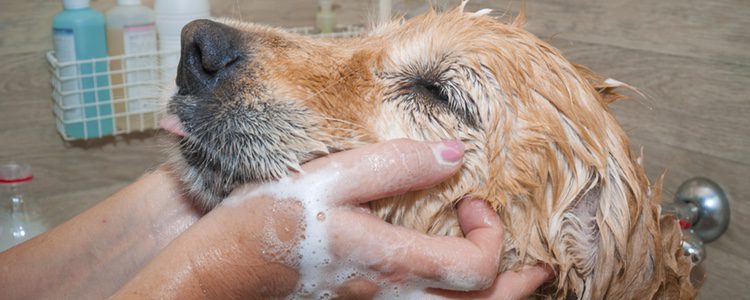 Masajea a tu perro mientras le extiendes el jabón