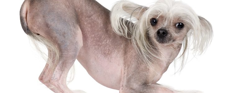 El Crestado Chino es uno de los primeros perros sin pelo
