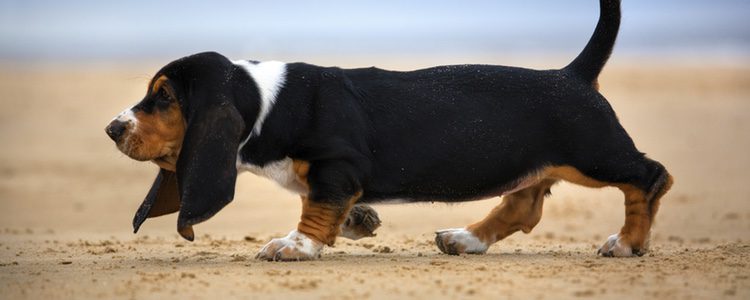 El Basset Hound no suele ser un perro muy activo ni rápido. 