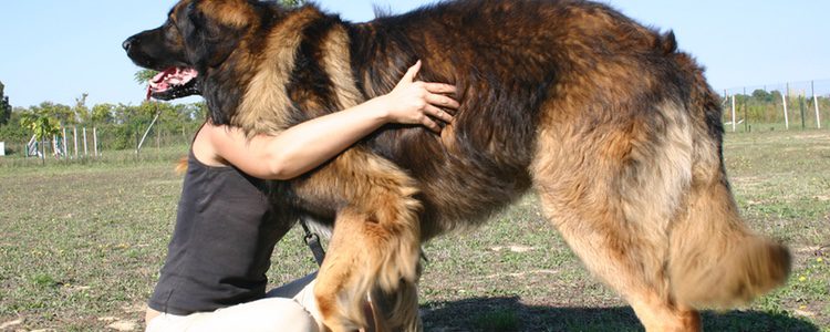 Es uno de los perros más grandes que se conocen