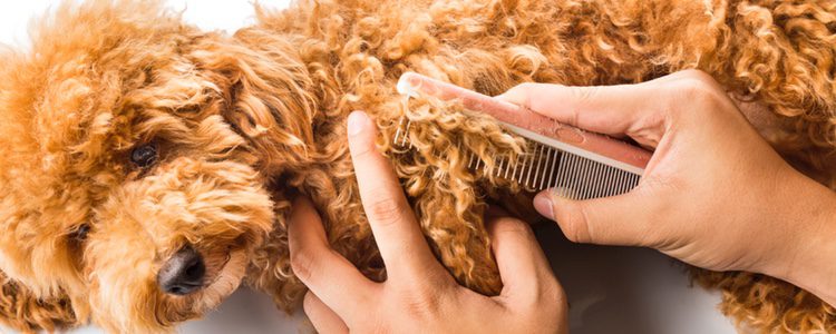 Los perros que tengan el pelo largo deberán cepillarse todos los días