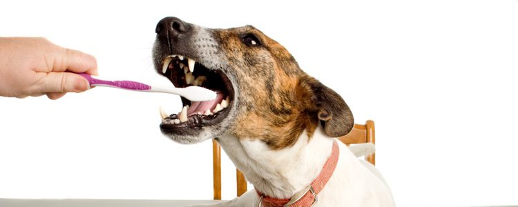 Es importante lavar los dientes a nuestro perro para evitar malos alientos