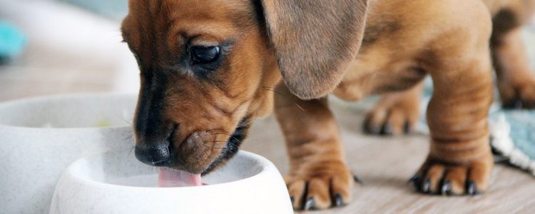 Alimenta a tu perro de forma saludable