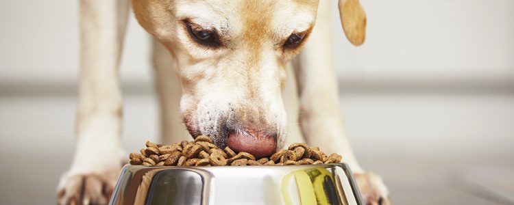 Consulta a tu veterinario sobre la alimantación canina