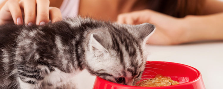 La esterilización en un gato suele hacerse alrededor de los 8 meses de vida