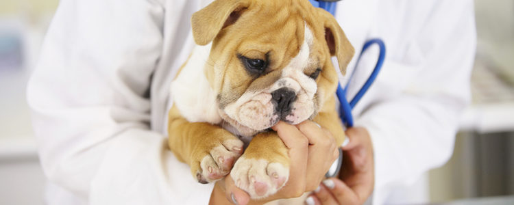 Si observas que tu perro sigue sin acostumbrarse llévalo a un veterinario para descartar un problema de salud