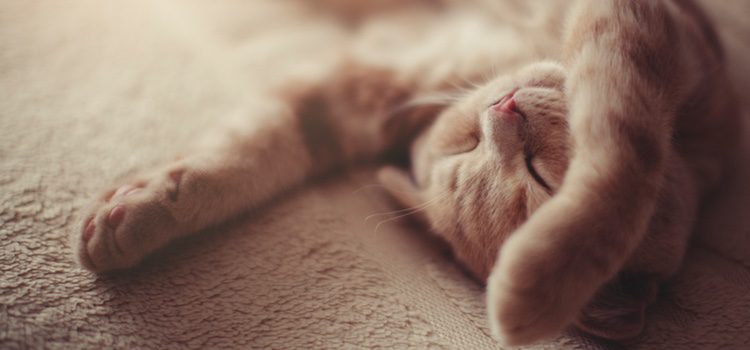 Si decides dormir con tu gato debes saber que más tarde no podrás cambiar de opinión