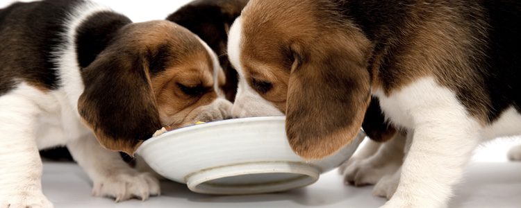 Cuando aun es un cachorro es aconsejable que se pida una dieta especial al veterinario