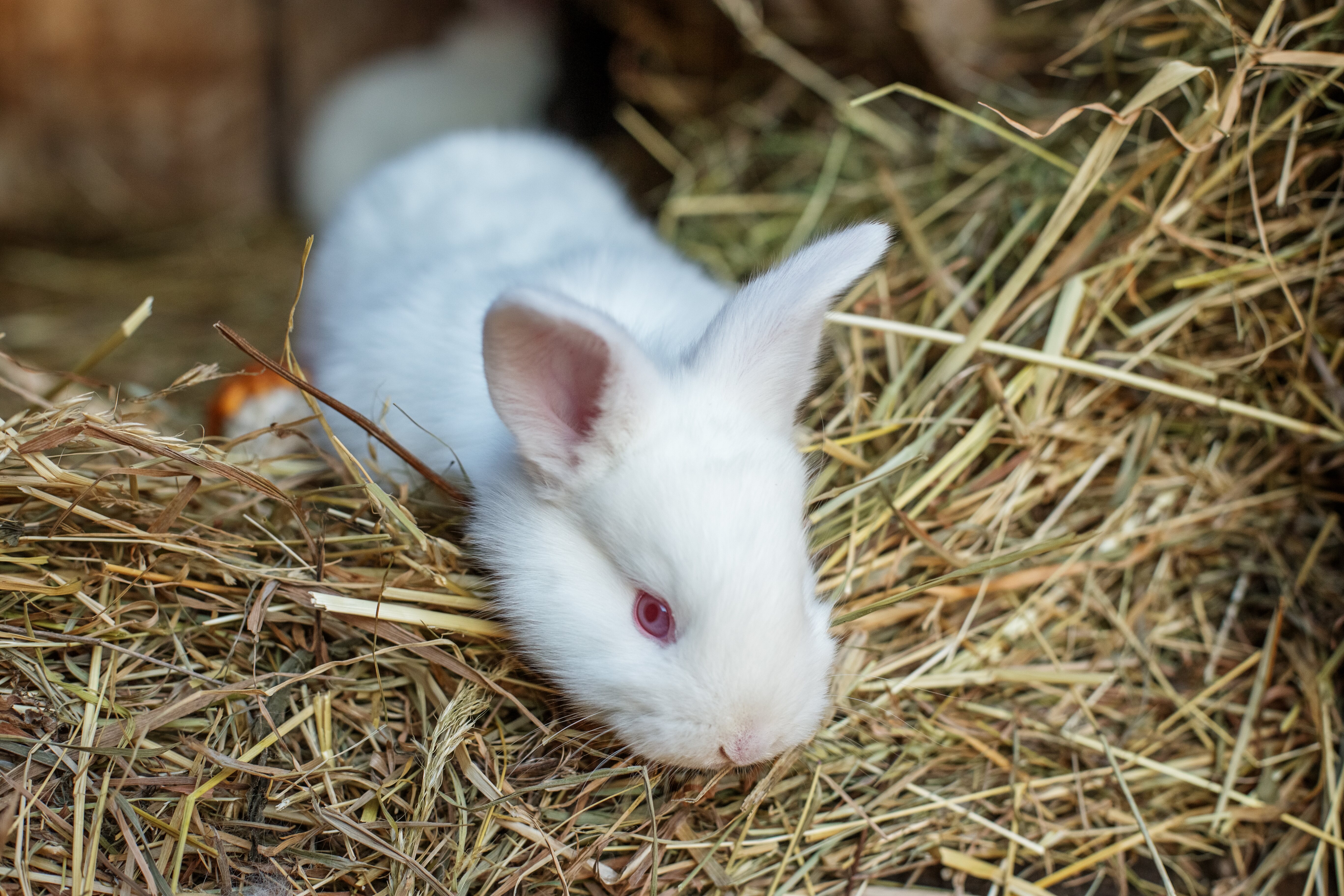 El heno es una pieza fundamental en la digestión de los conejos
