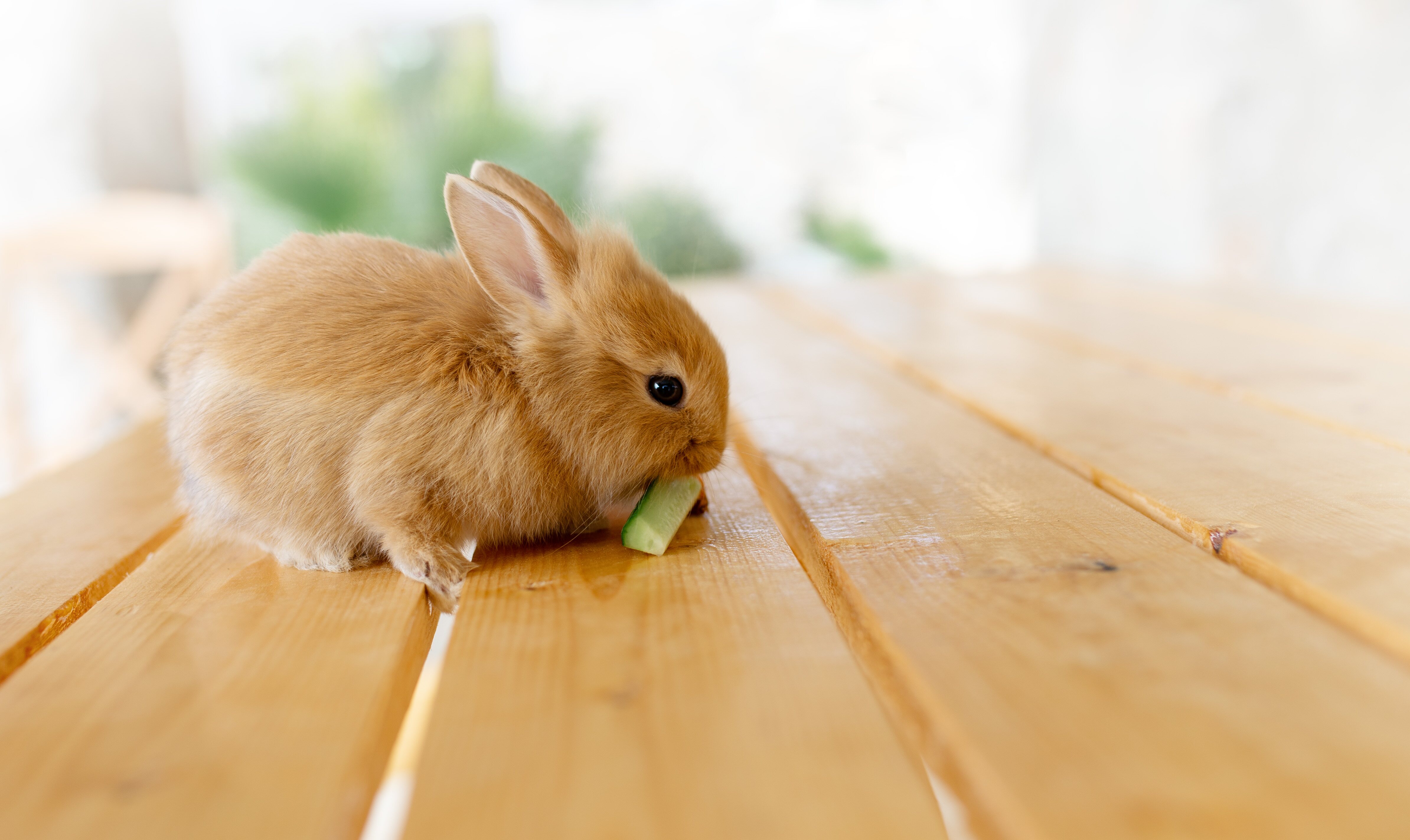 La alimentación verde no puede faltar en la dieta de tu mascota