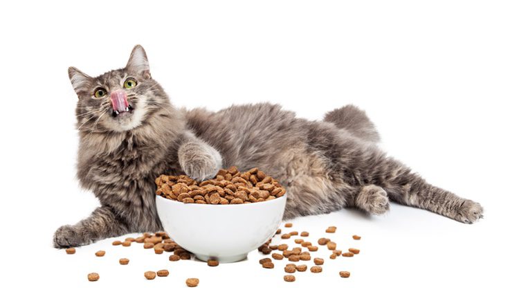 Algunos gatos no saben racionarse la comida por lo que tendrás que controlarles