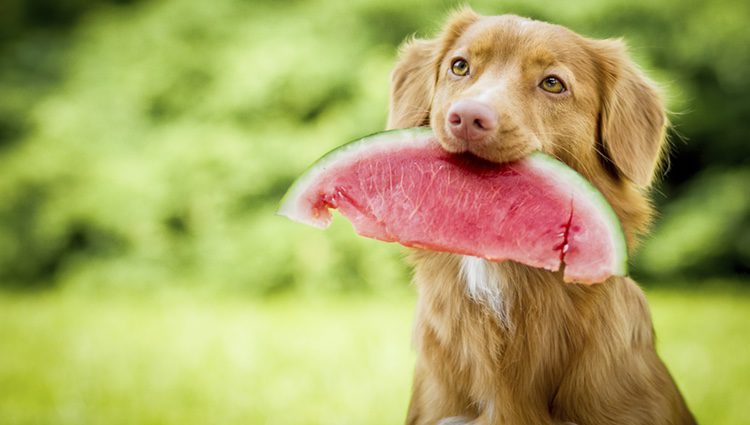 Los perros no pueden comer de todo ya que podrían tener problemas de salud