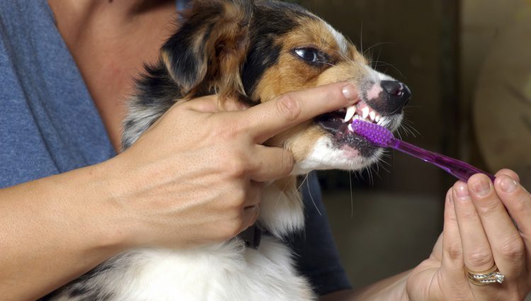 Es imprescindible que tu perro tenga unas rutinas de limpieza dental 