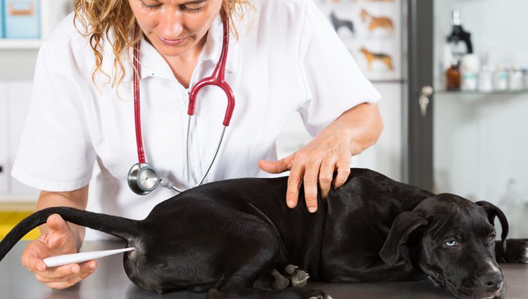 Para cerciorarte de si tu perro tiene fiebre es mejor acudir al veterinario