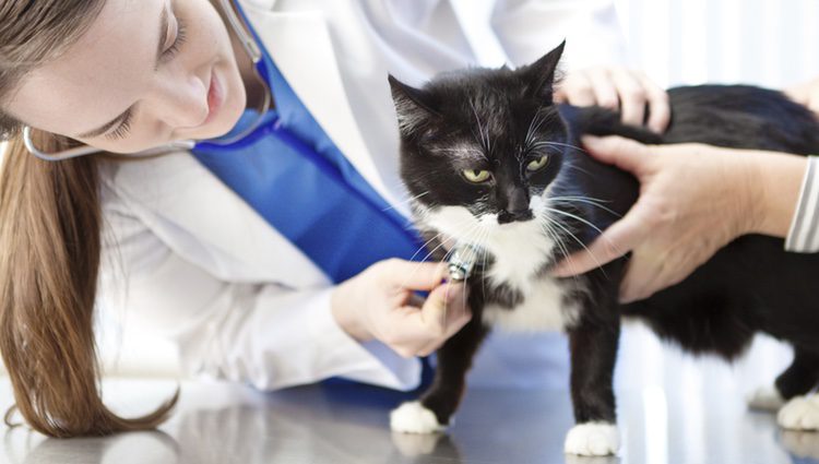 Si tu gato presenta estos síntomas acude inmediatamente al veterinario