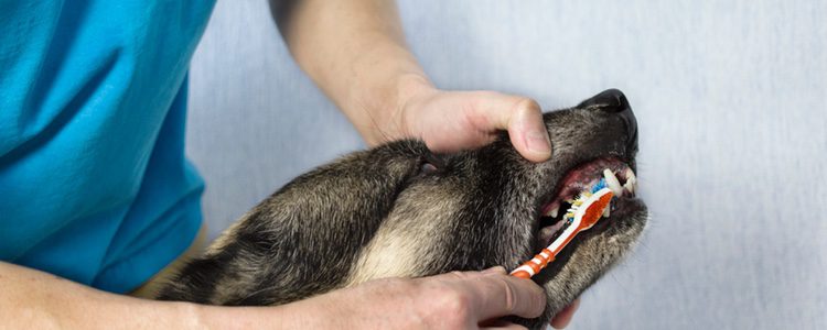 Podrás saber si tu perro tiene caries mirándole la dentadura cuando le cepilles