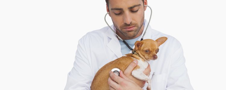 Lleva a tu perro al veterinario si ves que no se pasan los síntomas