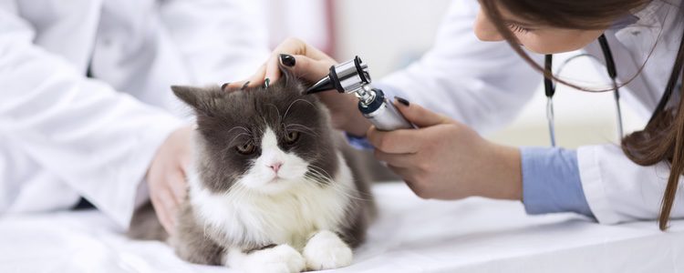 Si el gato tiene problemas de audición, será importante acudir al médico