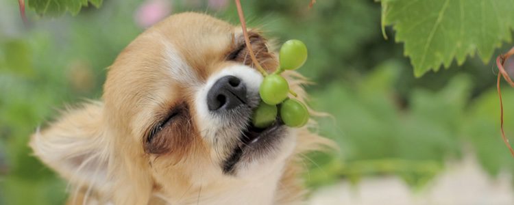 Vigila lo que come tu perro porque no todo es bueno y saludable