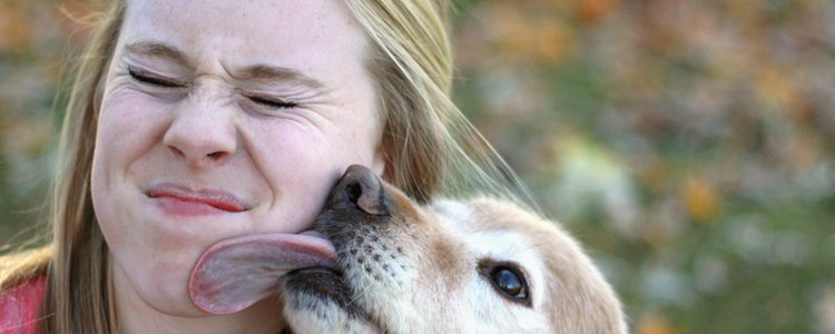 Tener alergia a los perros implica tener alergia a varias proteínas del animal