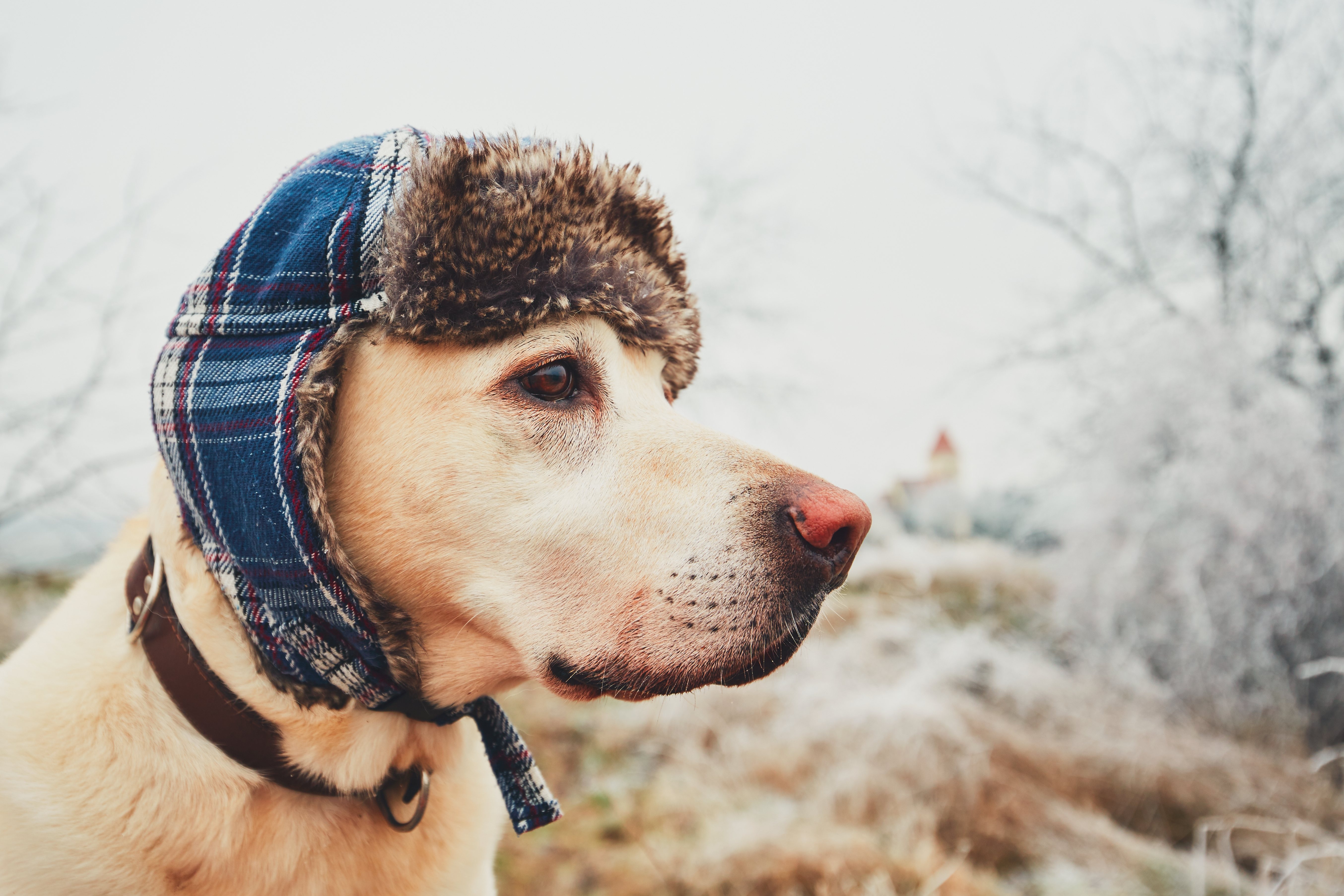 Los oídos y la cola determinan el frío de tu mascota