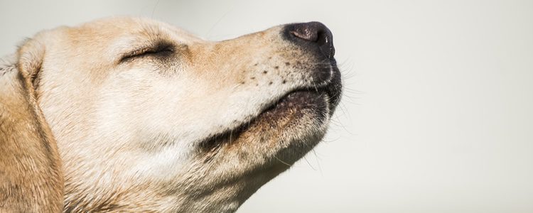 Puedes perfumar a tu perro detrás de las orejas, en la cabeza o en la cola
