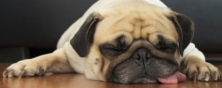 El sueño ligero implica que el perro se puede despertar con cualquier ruido que escuche