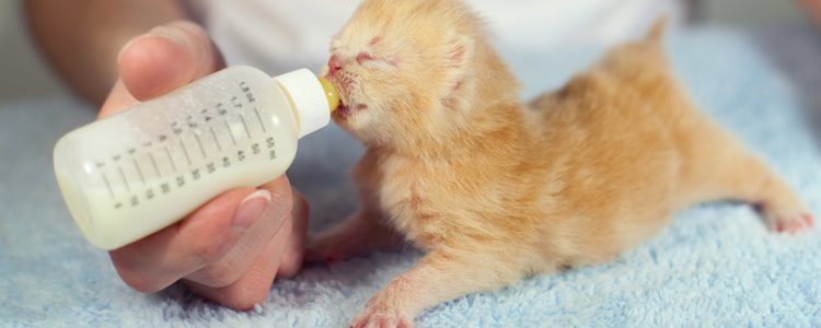 Los gatos recién nacidos deben alimentarse principalmente de la leche de una gata