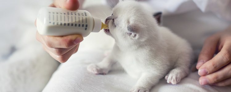 La leche de vaca no es adecuada para los felino recién nacidos