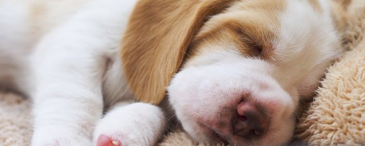 Los cachorros pueden perder las ganas de comer a causa de las vacunas