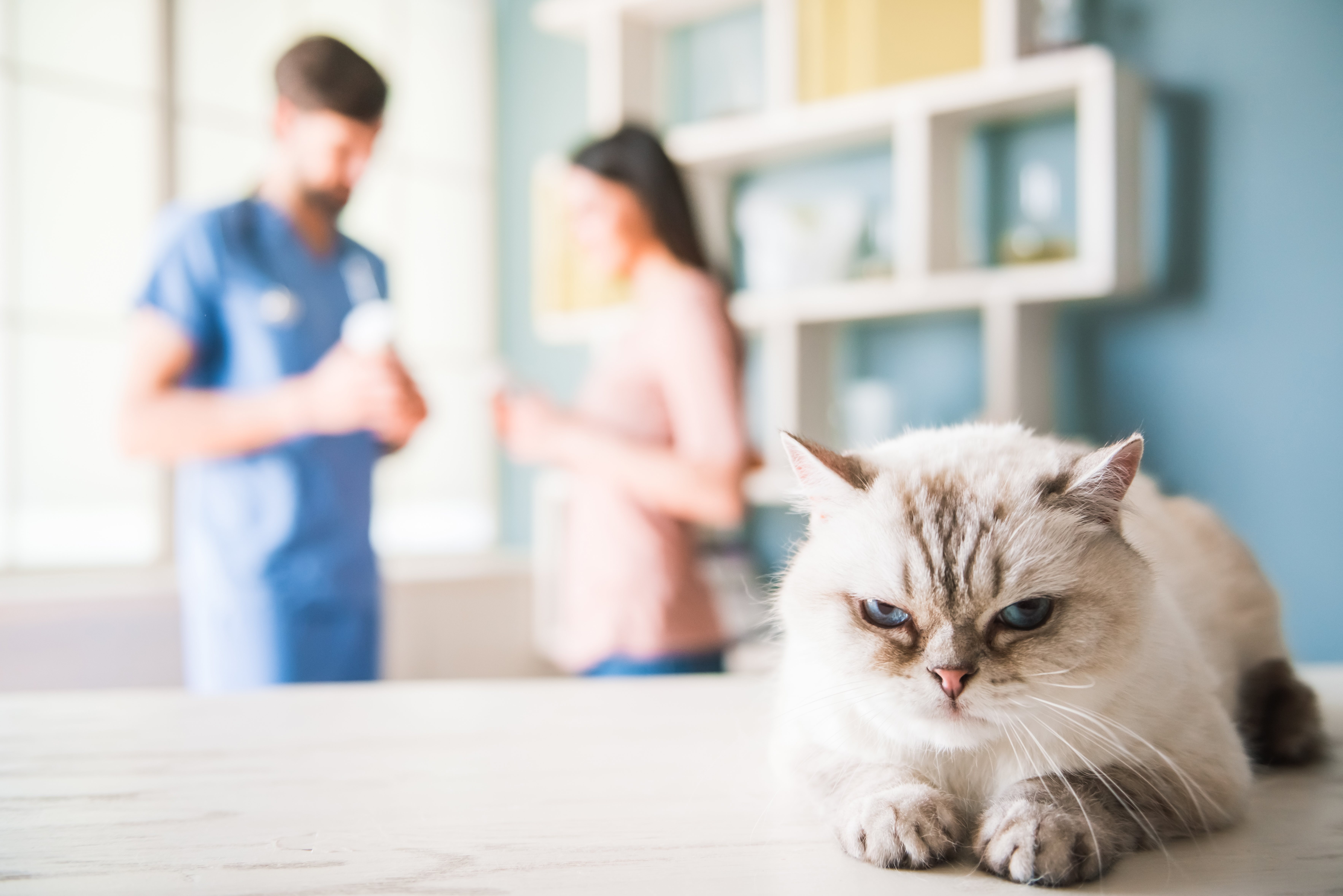 Hay algunos síntomas muy claros que desvelan que tu gato tiene otitis