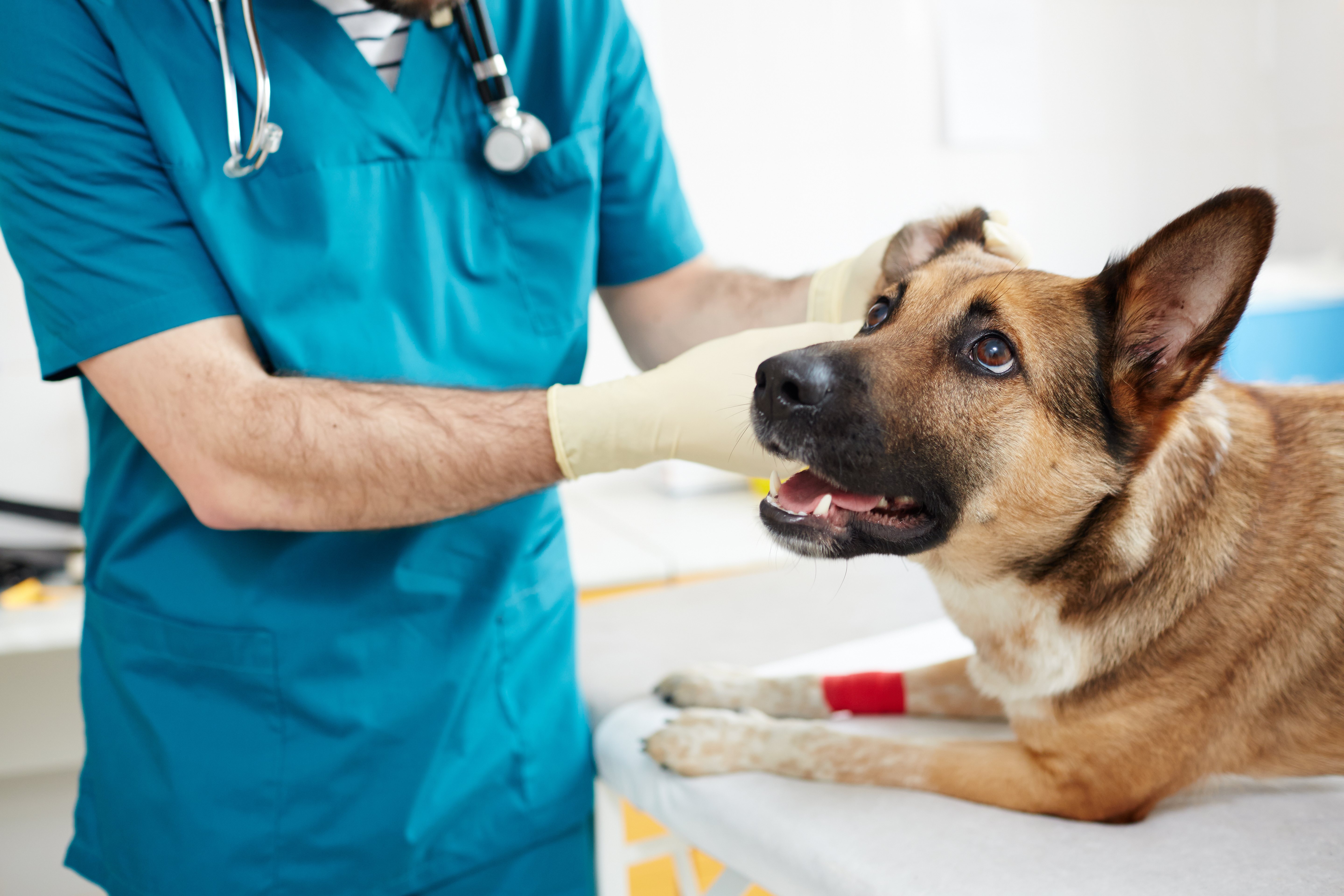 El veterinario determinará lo que sucede y pondrá remedio