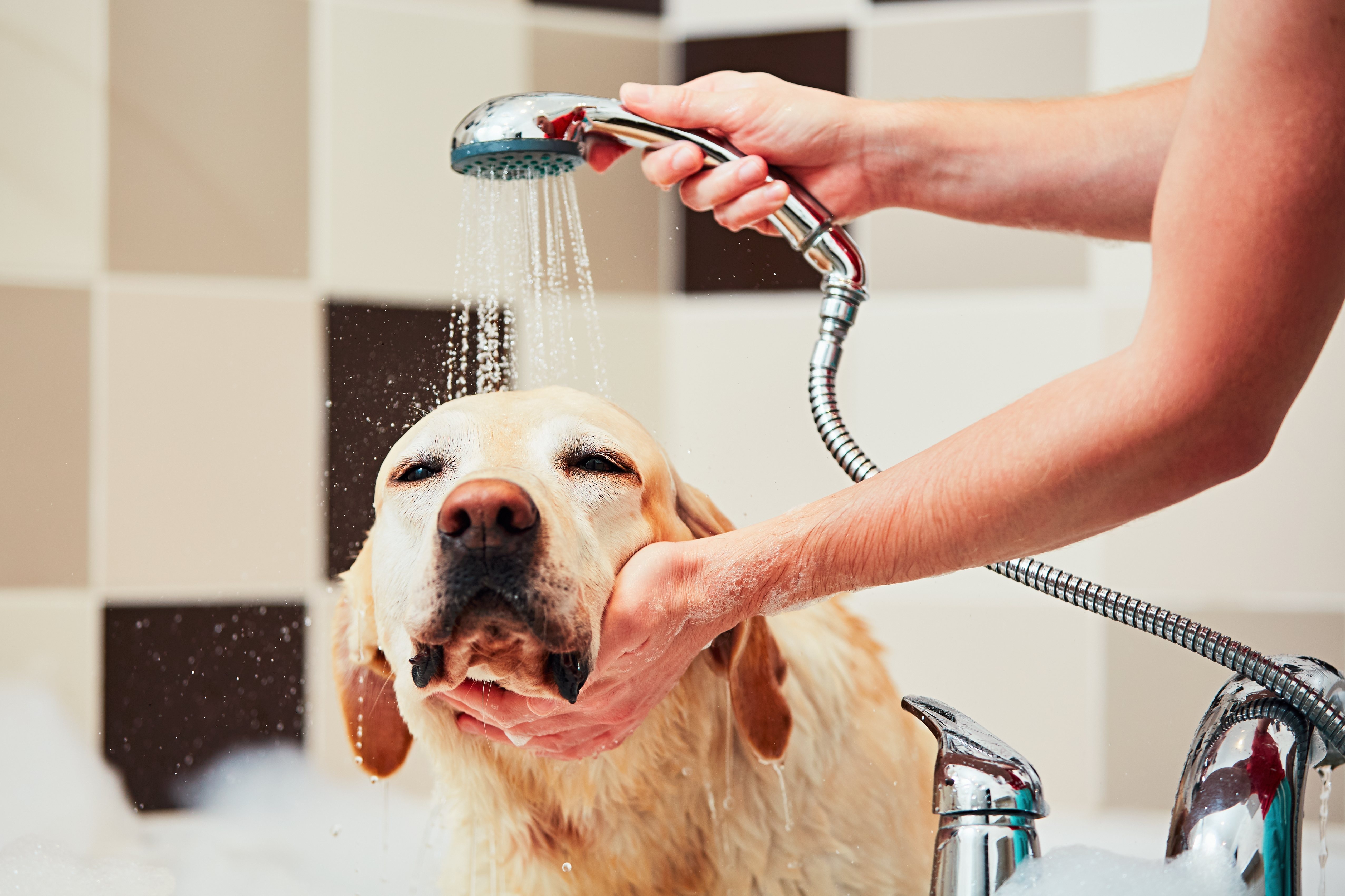 Hay algunos productos específicos para el baño que le irán genial a tu mascota