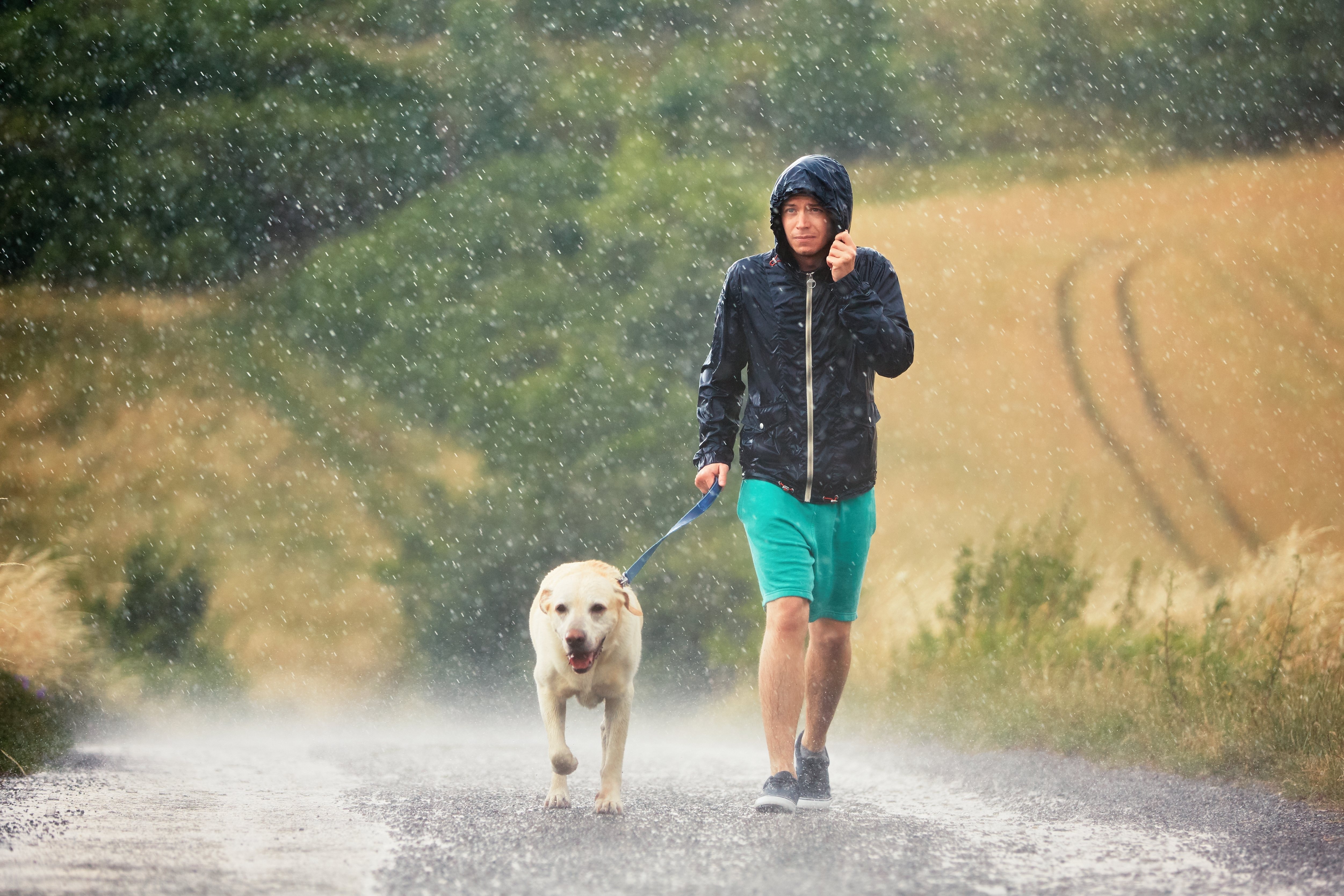 Siguiendo algunos trucos bañarás genial a tu perro tras el paseo