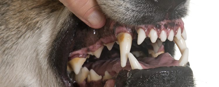 Los dientes de tu perro se irán viendo deteriorados según se vaya haciendo mayor