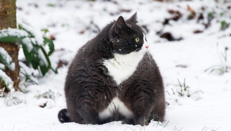 Gato con sobrepeso en la nieve
