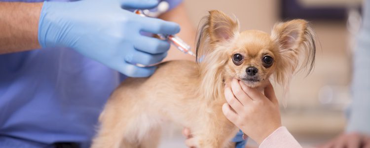 Las vacunas son un asunto obligatorio que deberán llevar nuestras mascotas 