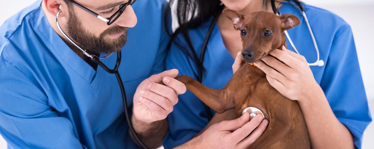 Algunos de los síntomas que pueden padecer nuestros perros son picores, fiebre o algún pequeño quiste 