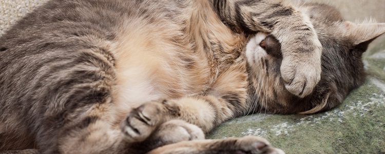 Algunos de los síntomas son que tu gato no encuentre una posición cómoda o tenga vómitos o diarreas