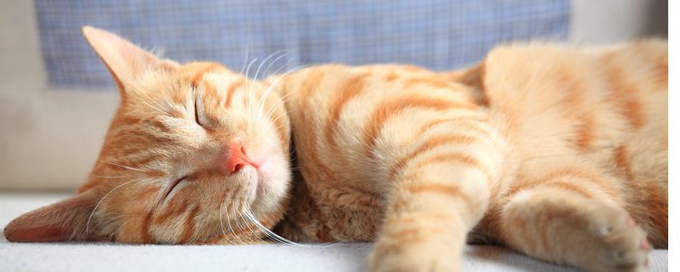 Cuando un gato tiene una reacción alérgica, donde primero se ve es en la piel