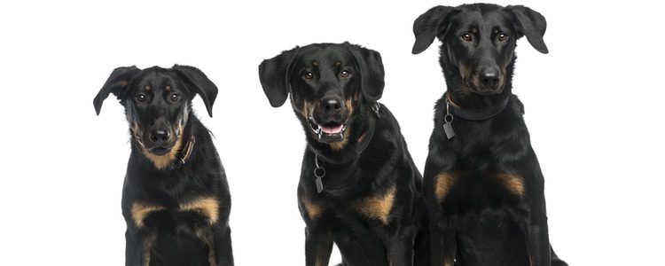 La raza de perros Beauceron son unos perros que necesitan gastar mucha energía a lo largo del día 