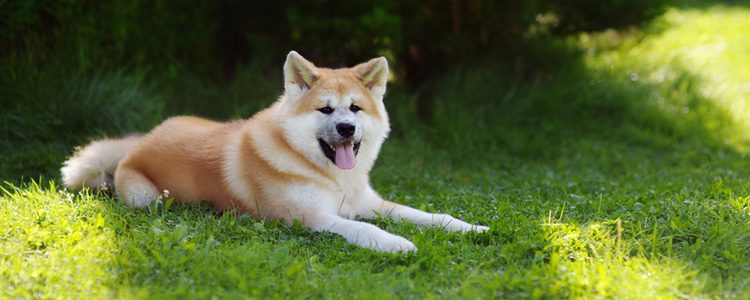 La raza Akita se hizo famosa al conocerse la historia de Hachiko, un perro que siempre acompañaba a su dueño a la estación de tren para despedirlo