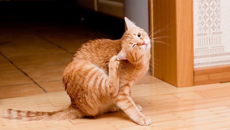 Uno de los síntomas principales es el intenso picor producido en la piel del gato