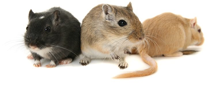 El jerbo es un roedor muy parecido físicamente a una rata pero que tiene un carácter totalmente distinto 