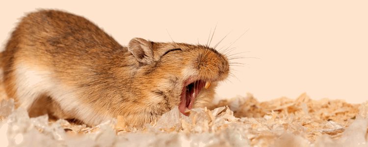 Los jerbos no tienen un comportamiento agresivo como otros roedores 