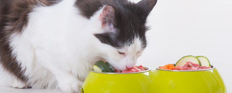 Una mala alimentación puede causar graves enfermedades en nuestras mascotas