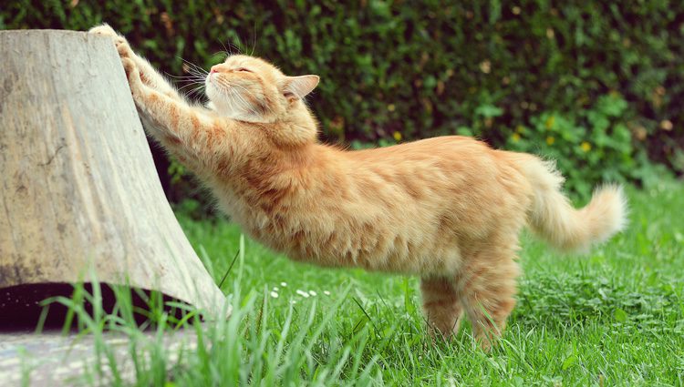 Los gatos presentan mucha flexibilidad debido a que no tienen clavículas