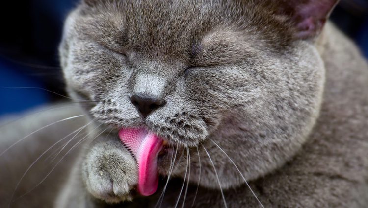 Las papilas cónicas de los gatos les permiten lavarse con facilidad y comer más cómodamente