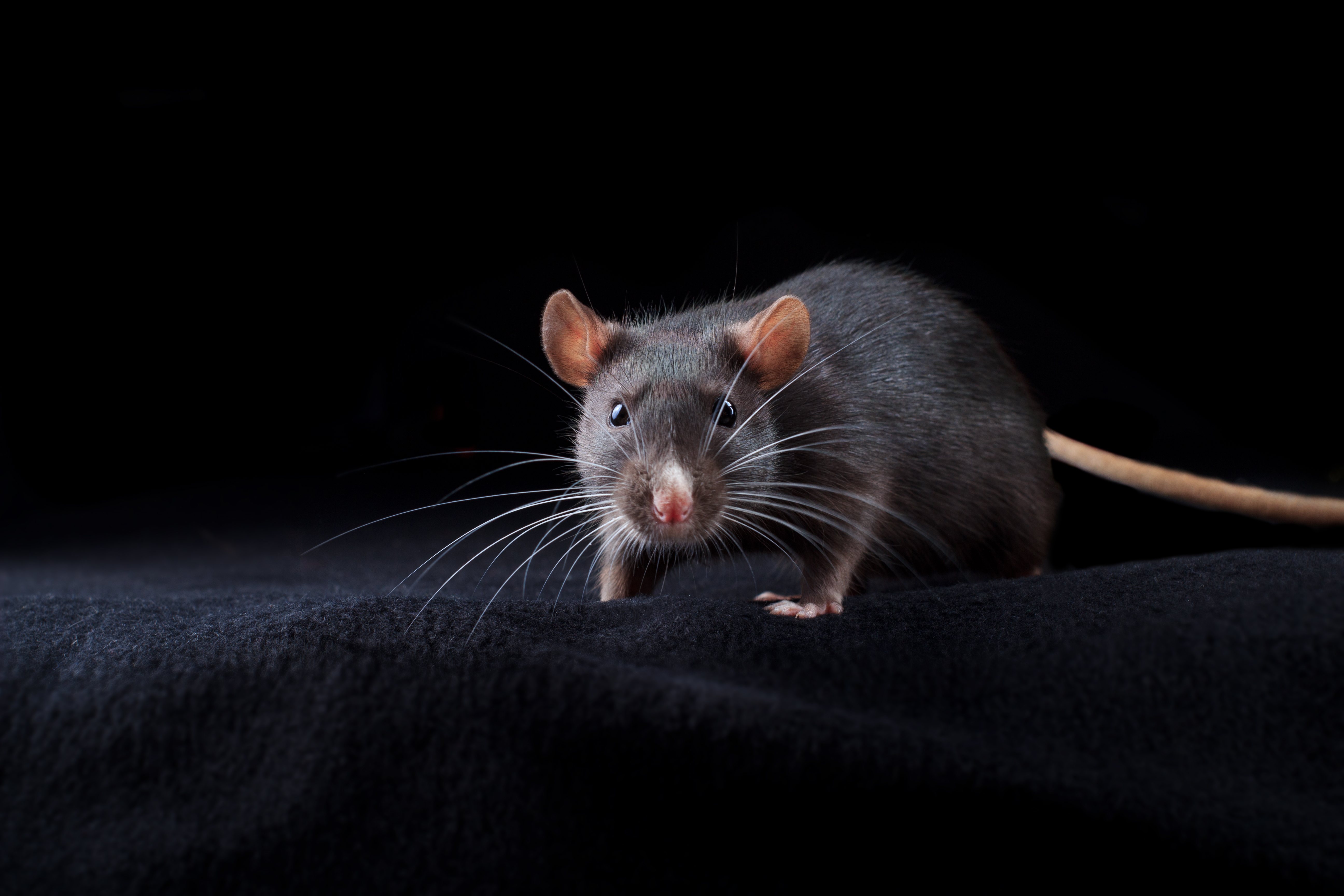 La rata suele ser menos común pero también es buena mascota
